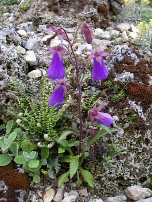 Symphiandra ossetica 17.05.19.JPG