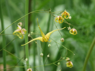 Epimedium Sämling Caramel.JPG