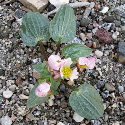 Ranunculus parnassifolius Nuria-Form 17.05.19.JPG