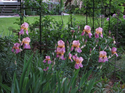 Iris unbekannt rosa 2.jpg