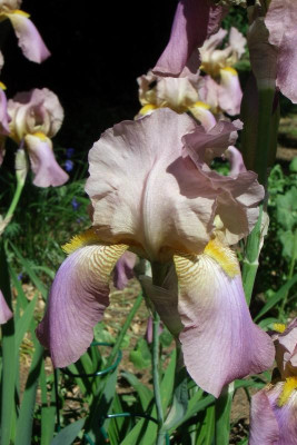 Iris unbekannt rosa.jpg