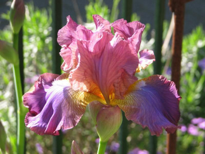 Iris Ostrogoth.JPG