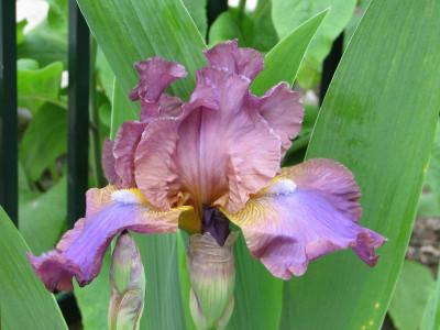 Iris Ostrogoth1.JPG