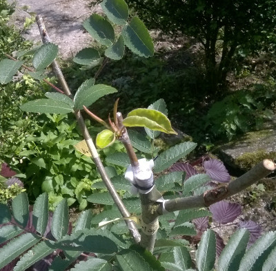 Veredelung Eberesche.jpg