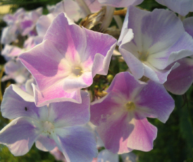 hellblauer_Phlox_1_1.jpg