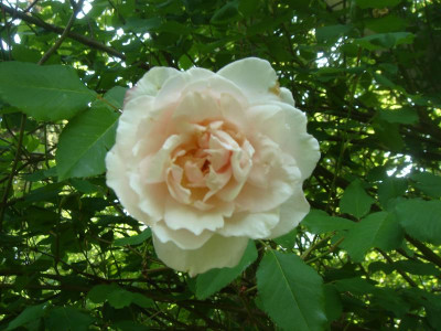 DSC06209.JPG