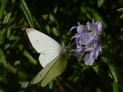 Pieris.rapae.JPG