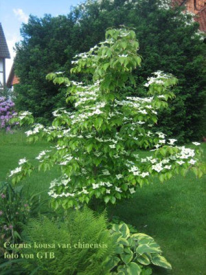 Cornus_kousa_var._chinensis_5236_r11.jpg