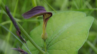 Aristolochia rotunda Rundblättrige Osterluzei P4290458.JPG