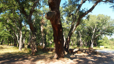 Quercus suber Korkeiche P9280529.JPG