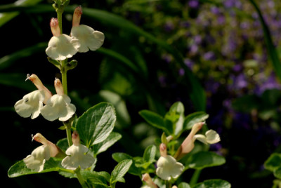 Salvia-jamensis-La-Luna.jpg