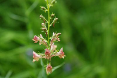 Linaria-Peachy.jpg