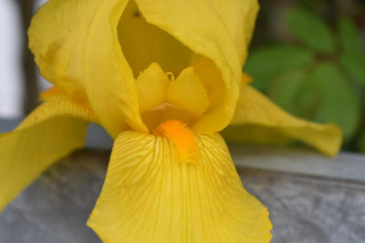 gelbe iris 001.JPG