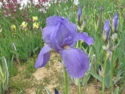 Spec pallida gelbb.jpg