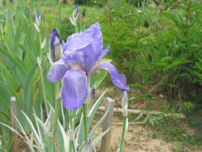 Spec pallida weißb.jpg
