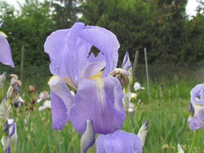 Spec pallida von Kasbek.jpg