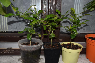 3 Kaffirlimetten 001.JPG