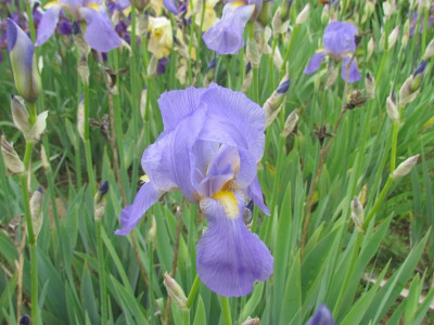Spec pallida Fiesole.jpg