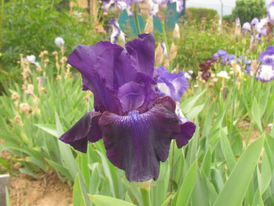 TB Rosalie Figge.jpg