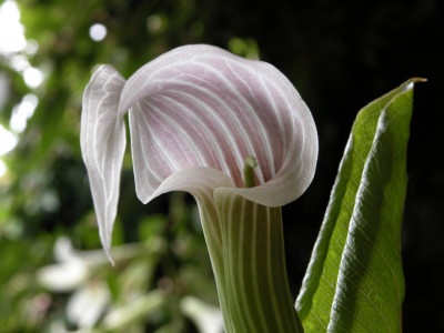A.candiss_u.jpg