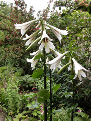 Cardiocrinum_u.jpg