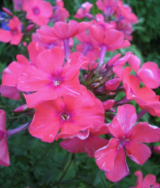 lachsfarbener_phlox_1_1.jpg