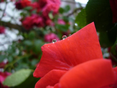 01.06.2007_1.JPG