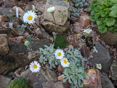 Celmisia allanii 19.05.19.jpg