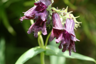 Pestemon3.JPG