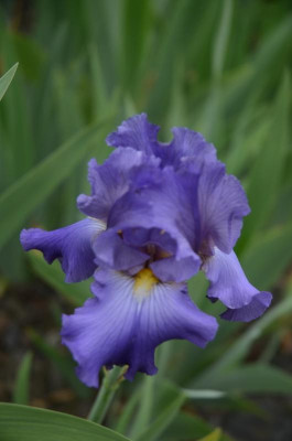 D4629 (Large).JPG