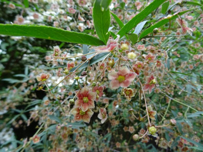 Euonymus cornutus var. quinquecornutus Mai 2019.JPG