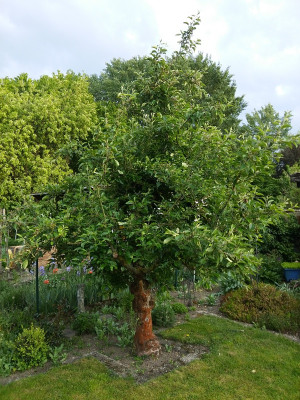 Apfel Heike.jpg