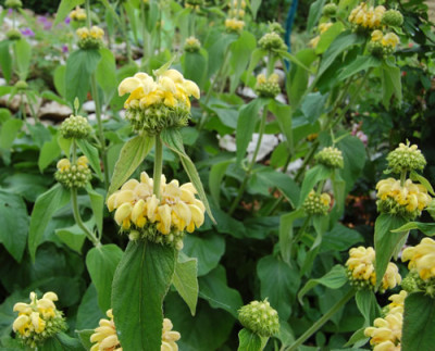 Strauchbrandkraut_0010__HG_7749.jpg
