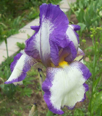 100_7790 TB plicata violett.jpg