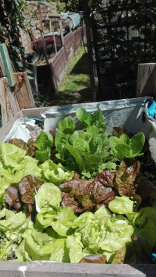 Salatbeet.jpg