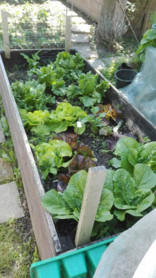 Salatbeet1.jpg