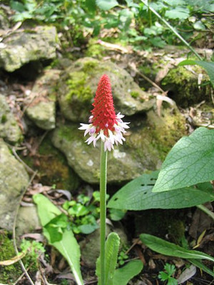 Primula_vialii_fars_2007.jpg