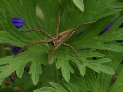 Spinne2.JPG