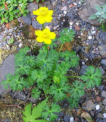Trollius_pumilus_fars_2007.jpg