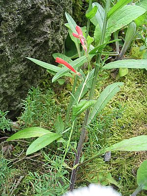 Penstemon_pinifolia_fars_2007.jpg