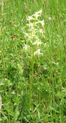 DSCN1146_Gruenliche_Waldhyazinthe_Platanthera_chlorantha.jpg