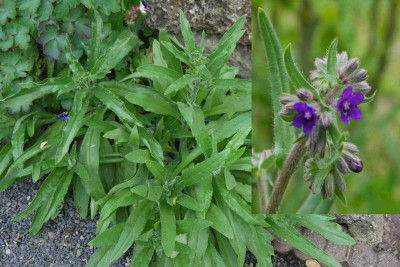 anchusa.jpg