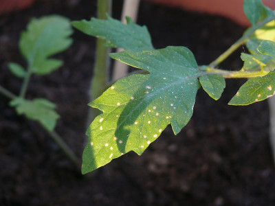 190521_Tomatenpflanze_1.jpg