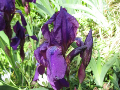 Iris 20190515_04.JPG