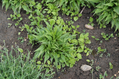 echinacea01.jpg