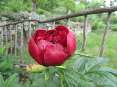 Paeonia Red Charme 20190515_07.JPG