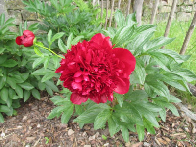 Paeonia Red Charme 20190520_02.JPG