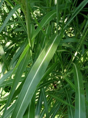 08090023_eGras_Kroatien_Blatt.JPG