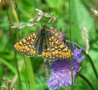 schmetterling_am_georgenberg.jpg