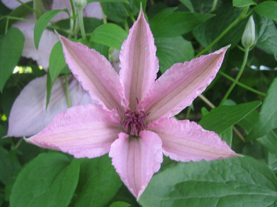 Cl._Hagley_Hybrid_52992.jpg